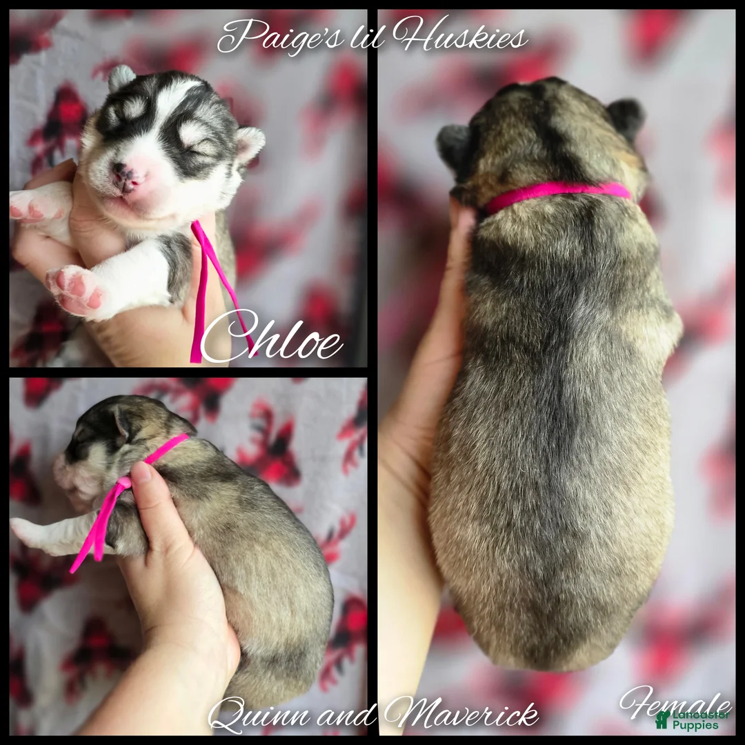 Siberian Husky dogs for sale: Chloe  - Ad 6