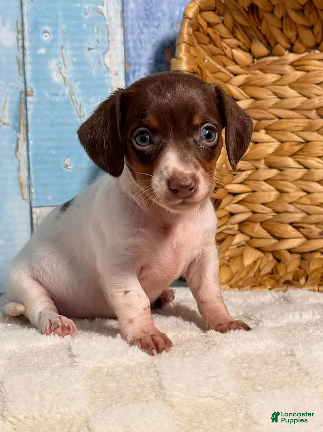 Dachshund dogs for sale: Dachshund Puppy 1 - Ad 1