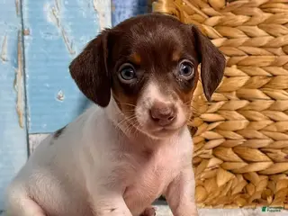 Dachshund dogs Dachshund Puppy 1 - Ad 9