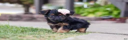 Yorkiepoo dogs for sale: Paisley - Ad 2