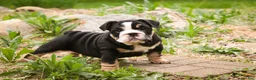 English Bulldog dogs for sale: Amelia - Ad 6