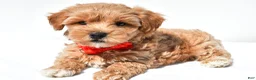 Maltipoo dogs for sale: Graham - Ad 4
