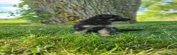 German Shepherd dogs for sale: Abby  - Ad 7