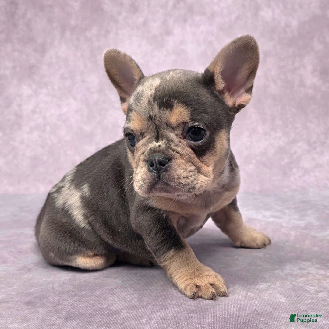 French Bulldog dogs for sale: Remi - Ad 4