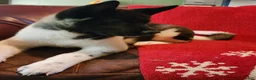 Akita dogs for sale: AKC Akita Puppy - Starlight - Ad 7
