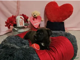 Mixed Breed dogs for sale: Bear - Ad 1