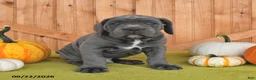 Cane Corso dogs for sale: Cowboy - Ad 5