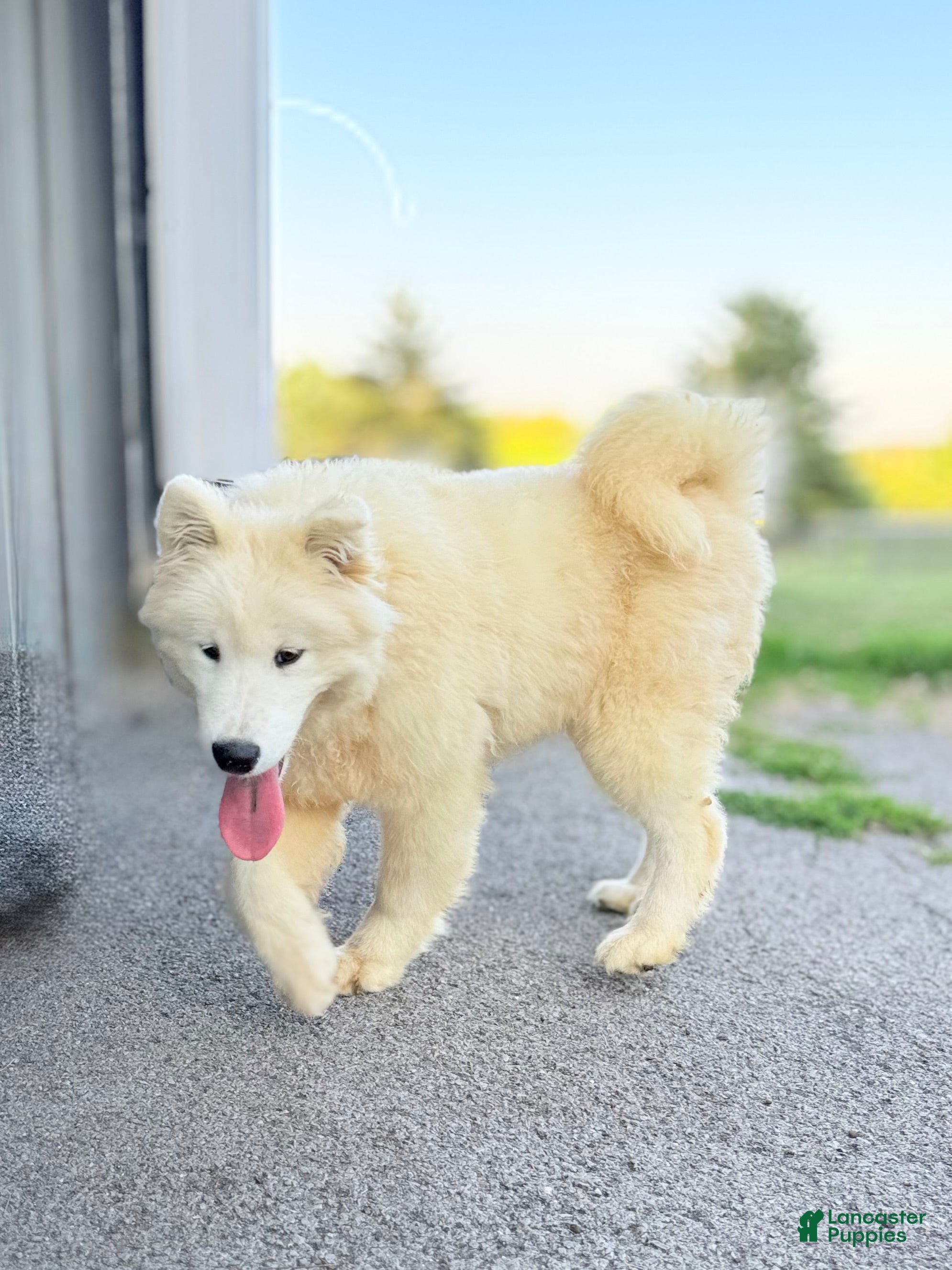 Samoyed dogs Dixie - Ad 18