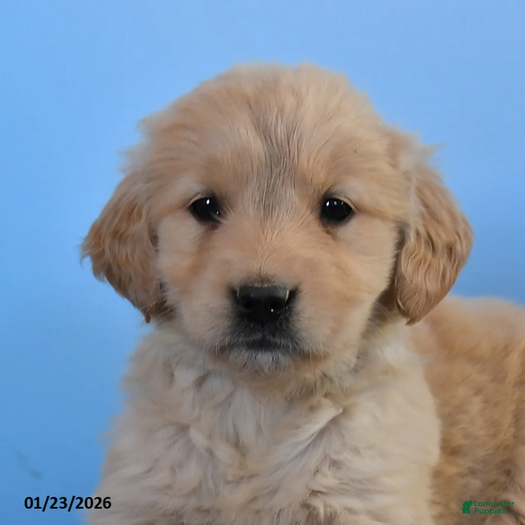 Golden Retriever dogs for sale: Opal - Ad 3