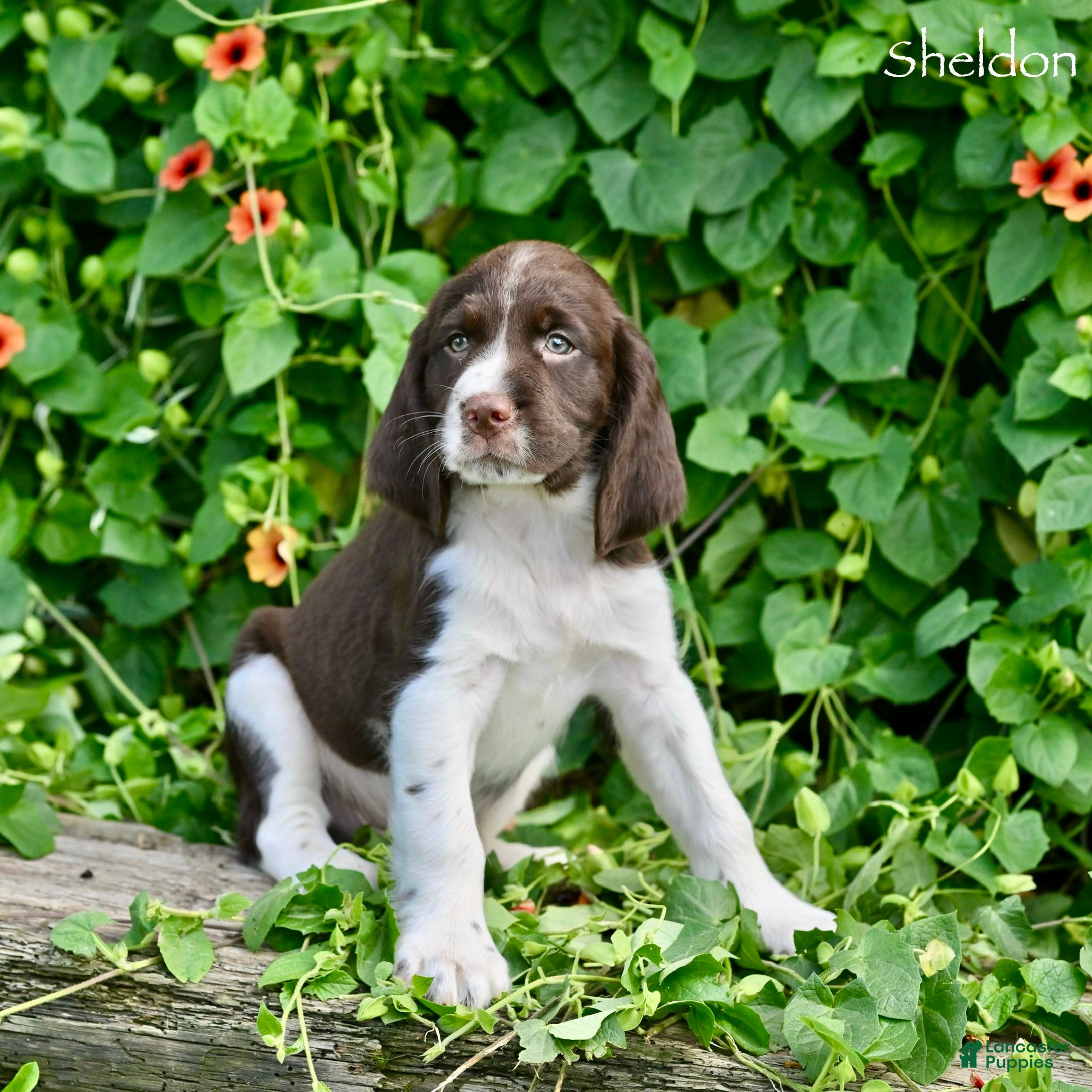 English Springer Spaniel dogs Sheldon  - Ad 2