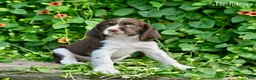 English Springer Spaniel dogs for sale: Sheldon  - Ad 2