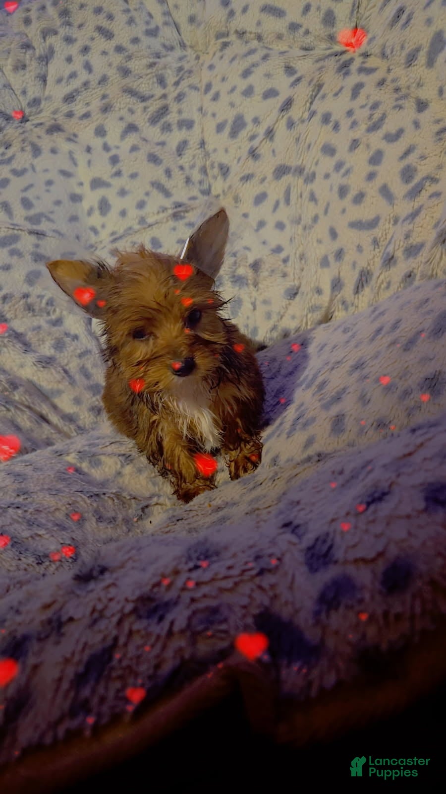 Yorkshire Terrier dogs Yorkshire Terrier Boy 3 - Ad 10