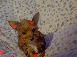 Yorkshire Terrier dogs Yorkshire Terrier Boy 3 - Ad 10