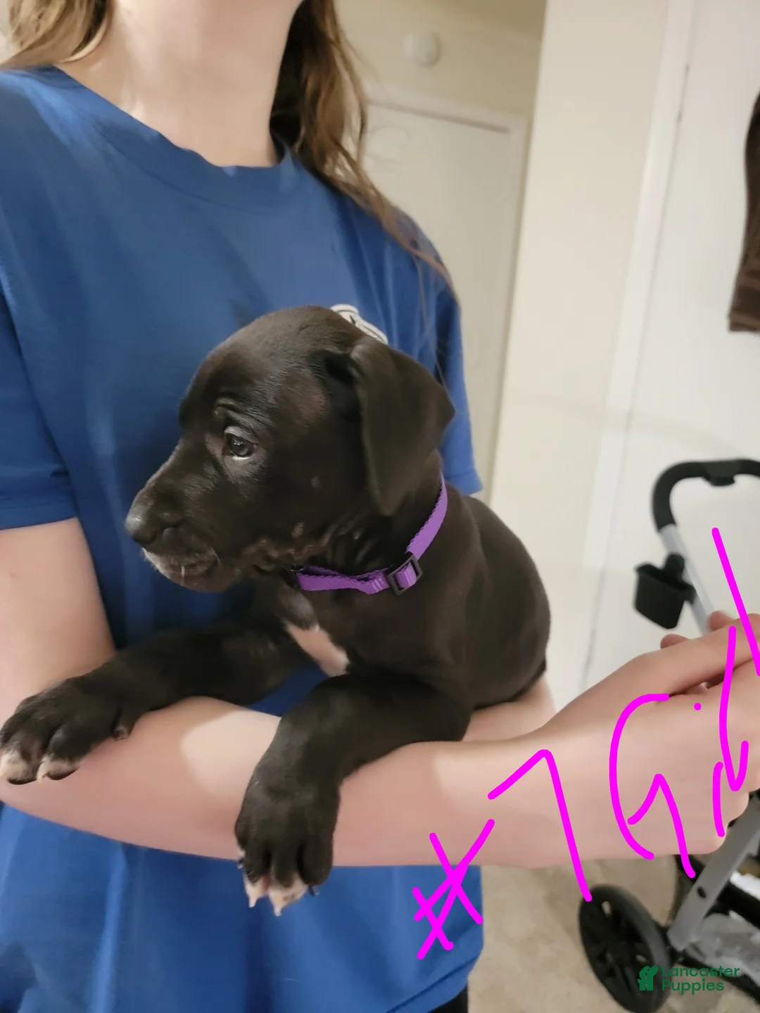 Great Dane dogs for sale: Great Dane Puppy 9 - Ad 2