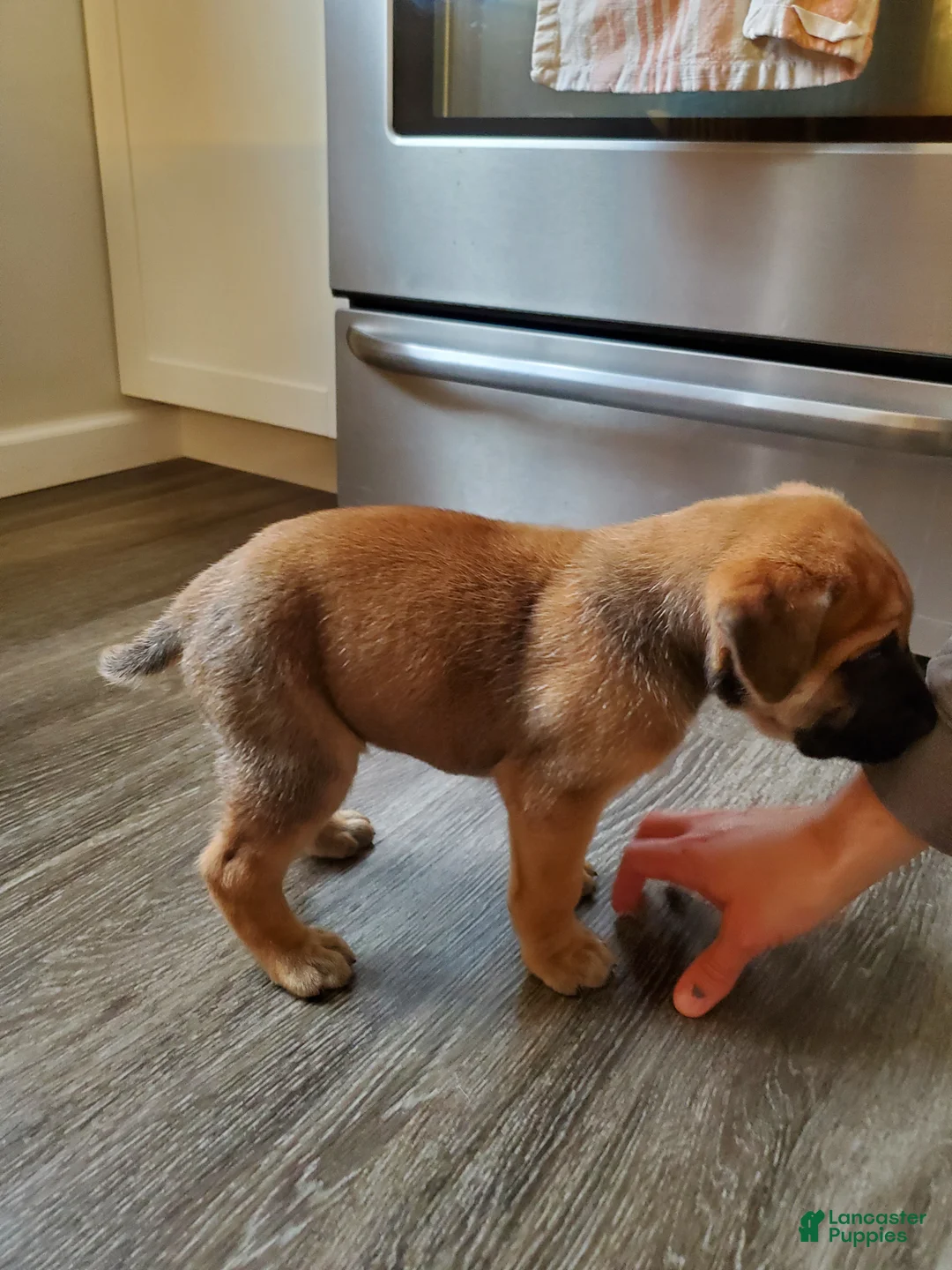 English Mastiff dogs for sale: Finn - Ad 4