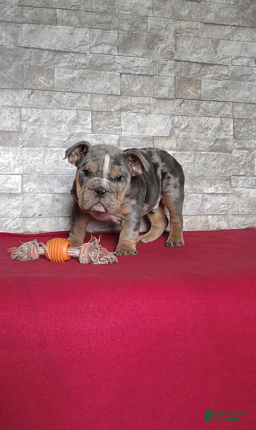 English Bulldog dogs for sale: Romeo - Ad 1