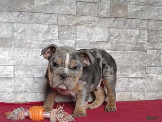 English Bulldog dogs Romeo - Ad 4