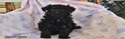 Miniature Poodle dogs for sale: Jasper - Ad 3