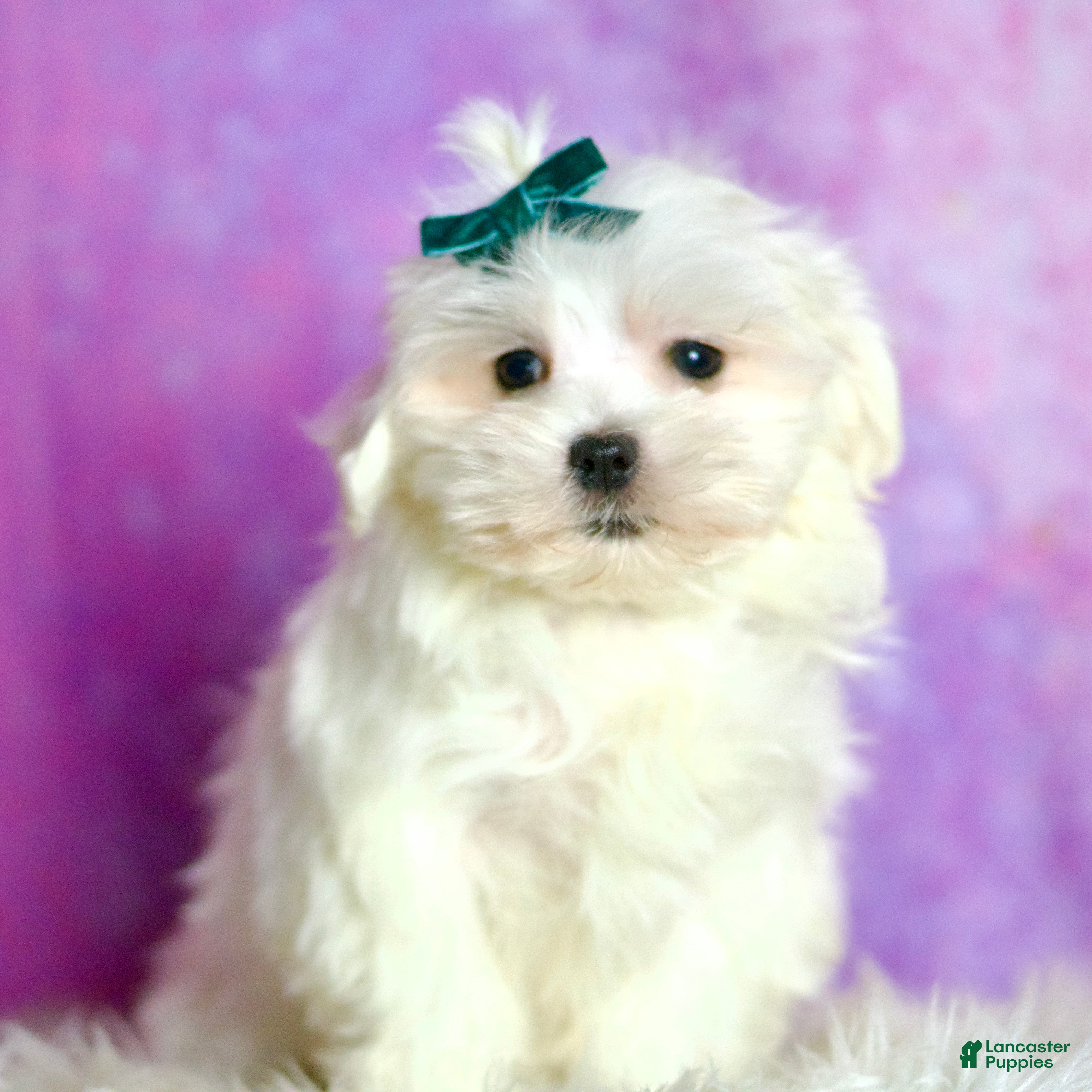 Maltese dogs Poof AKC - Ad 41
