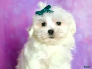 Maltese dogs Poof AKC - Ad 41