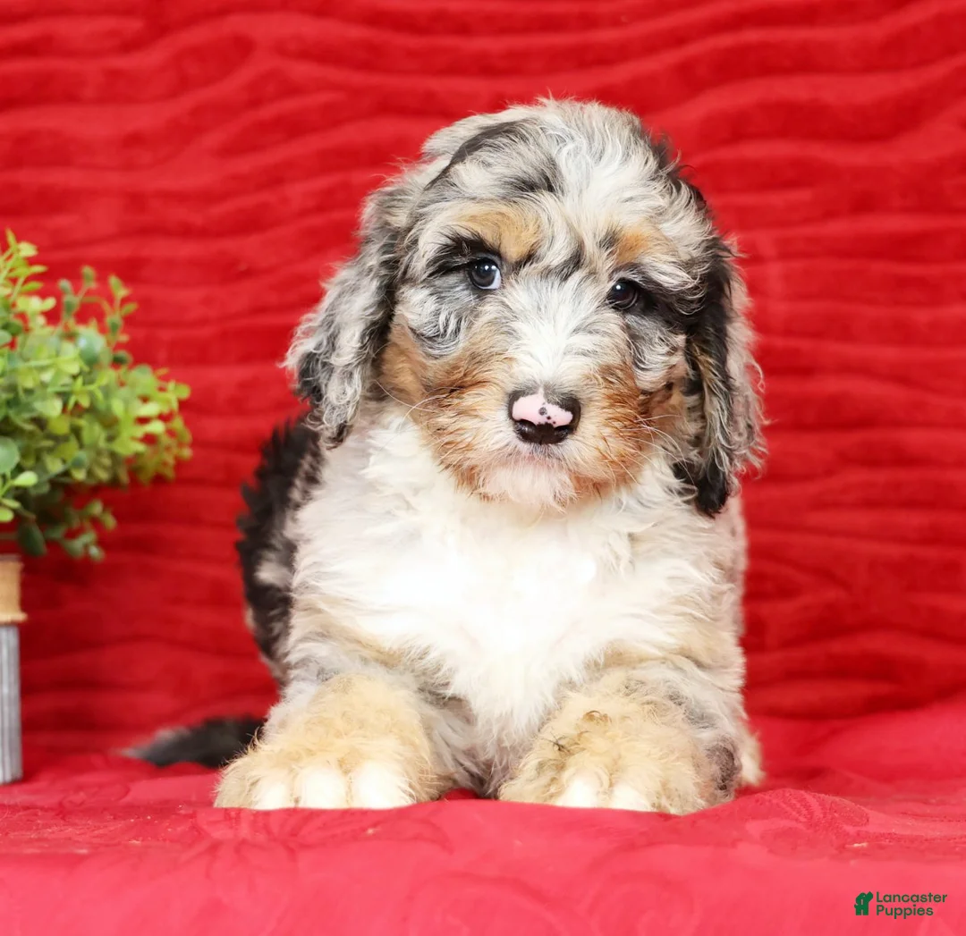 Sheepadoodle dogs for sale: Max - Ad 5