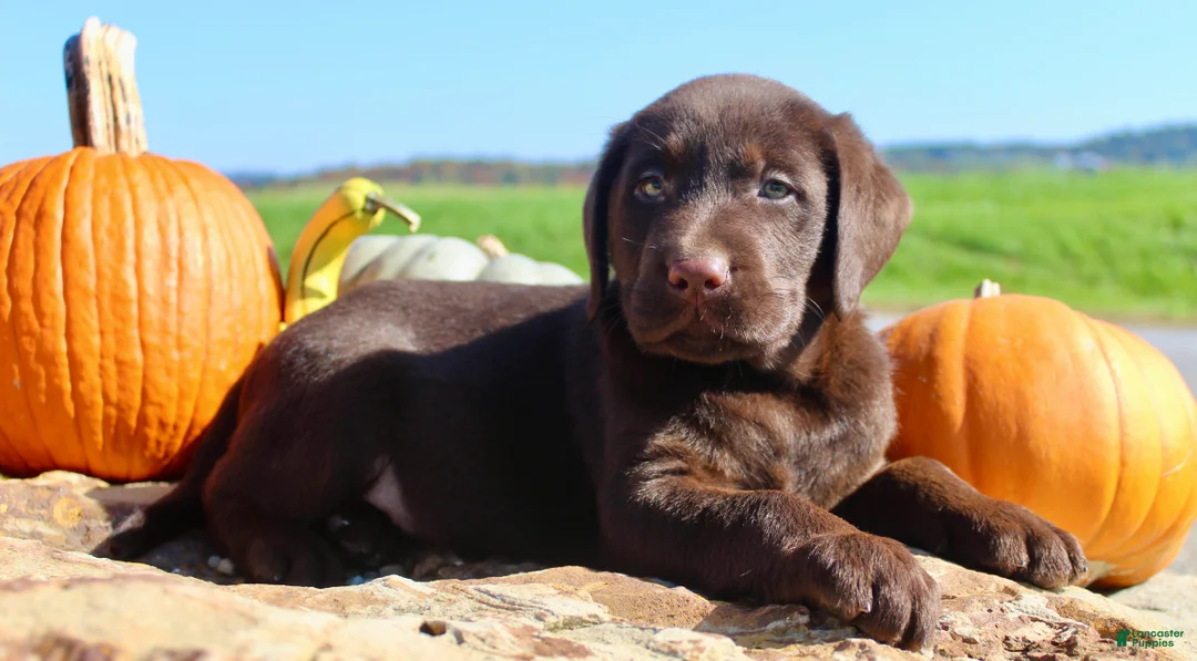 Labrador Retriever dogs for sale: Zeus  - Ad 1