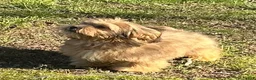 Mixed Breed dogs for sale: Buddy - Ad 9