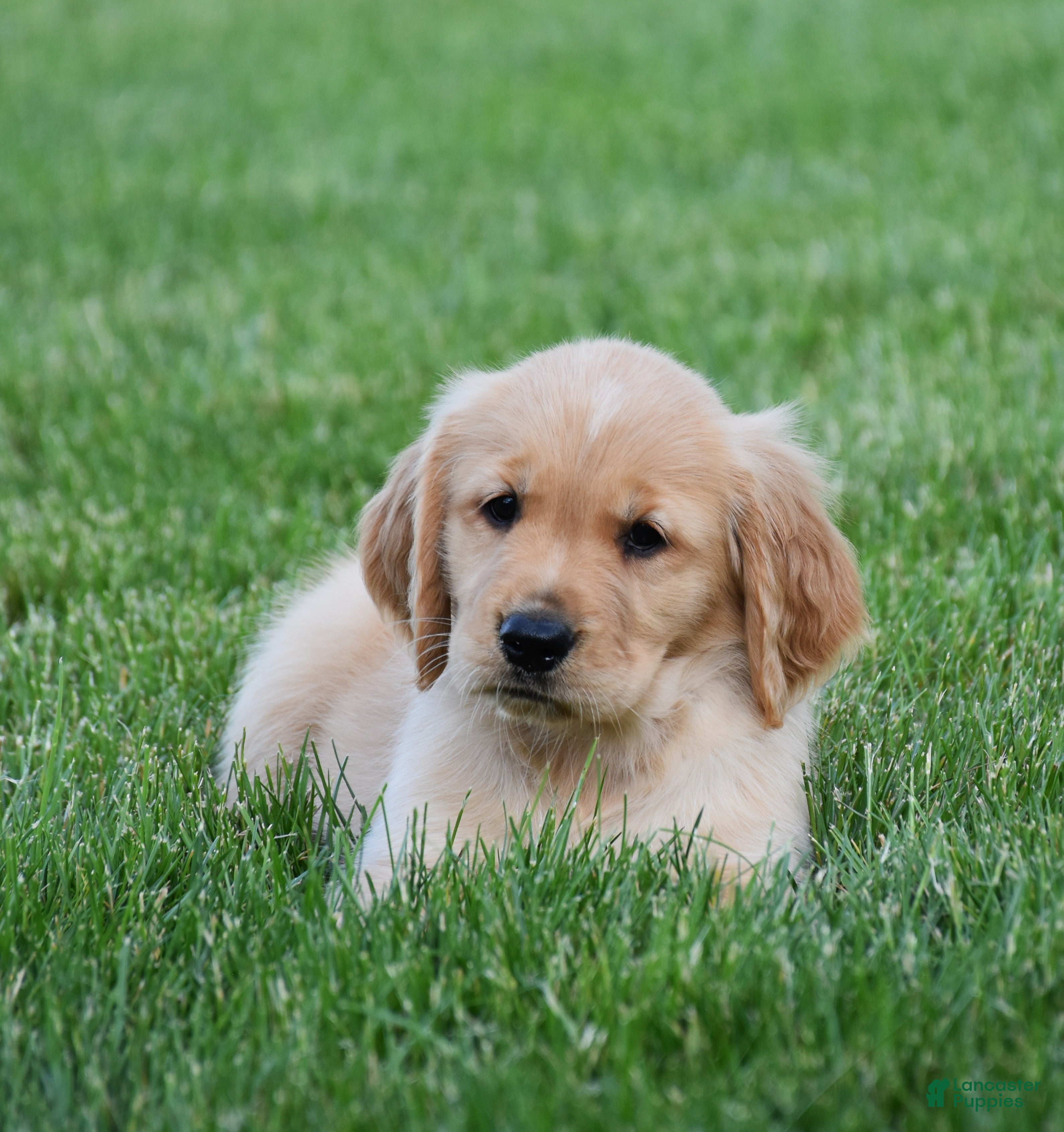 Golden Retriever dogs Honey - Ad 2