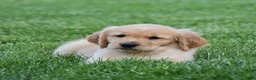 Golden Retriever dogs for sale: Honey - Ad 2