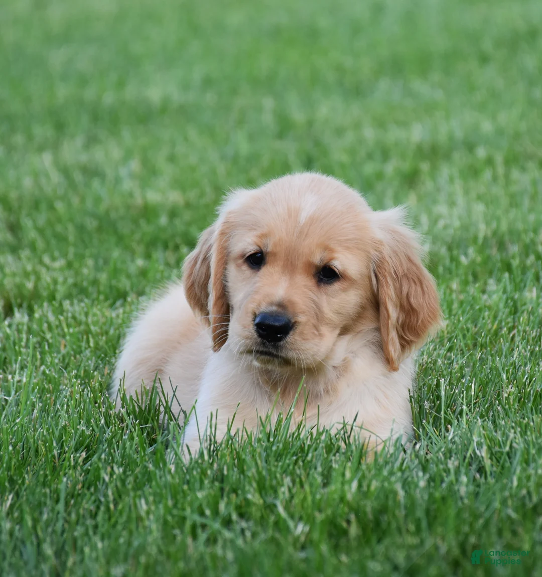 Golden Retriever dogs for sale: Honey - Ad 2