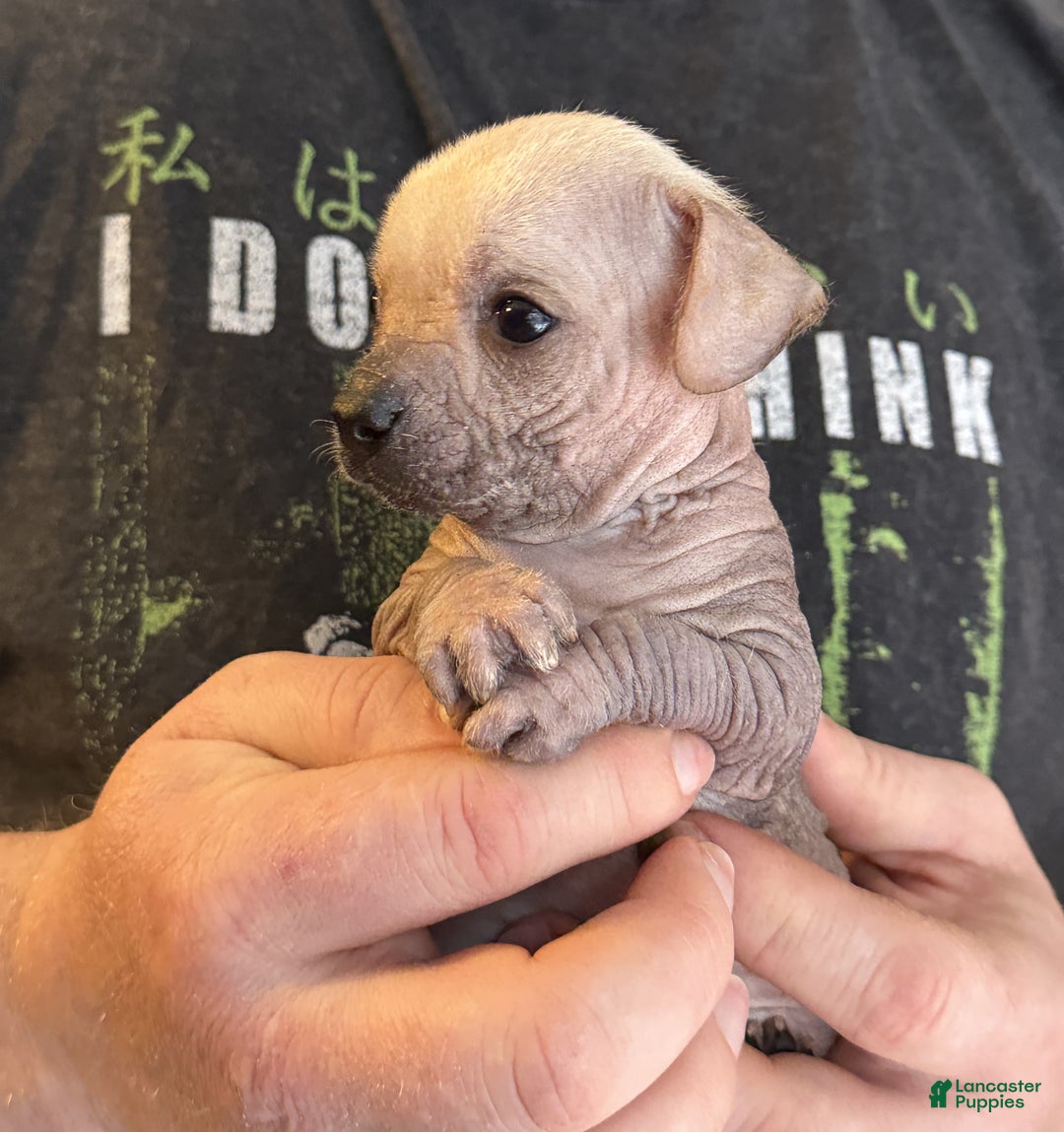 Mixed Breed dogs for sale: Ramstein  - Ad 9