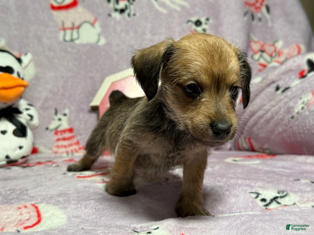 Mixed Breed dogs for sale: Amazon - Ad 5