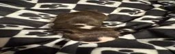 Boston Terrier dogs for sale: Sleepy-Brindle & White - Ad 7