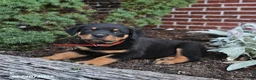 Rottweiler dogs for sale: Boots - Ad 4