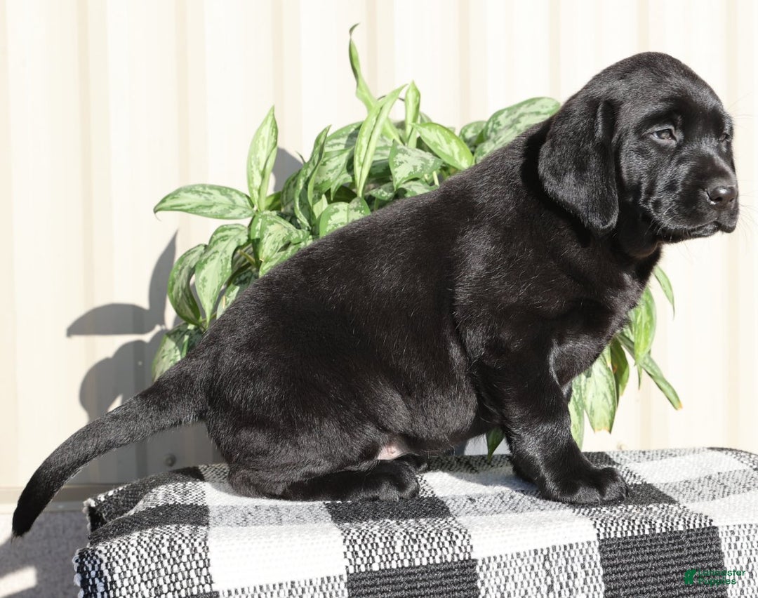 Labrador Retriever dogs for sale: Twinkle - Ad 8