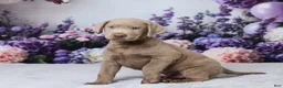 Labrador Retriever dogs for sale: Bowser - Ad 5