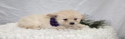 Pomapoo dogs for sale: Lacey - Ad 3