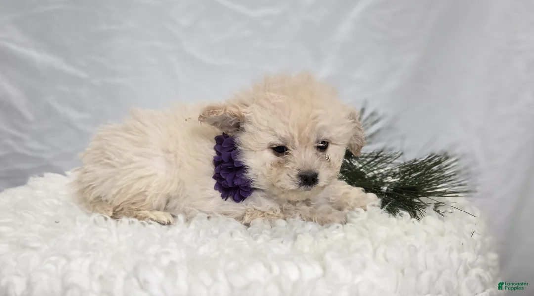 Pomapoo dogs for sale: Lacey - Ad 3