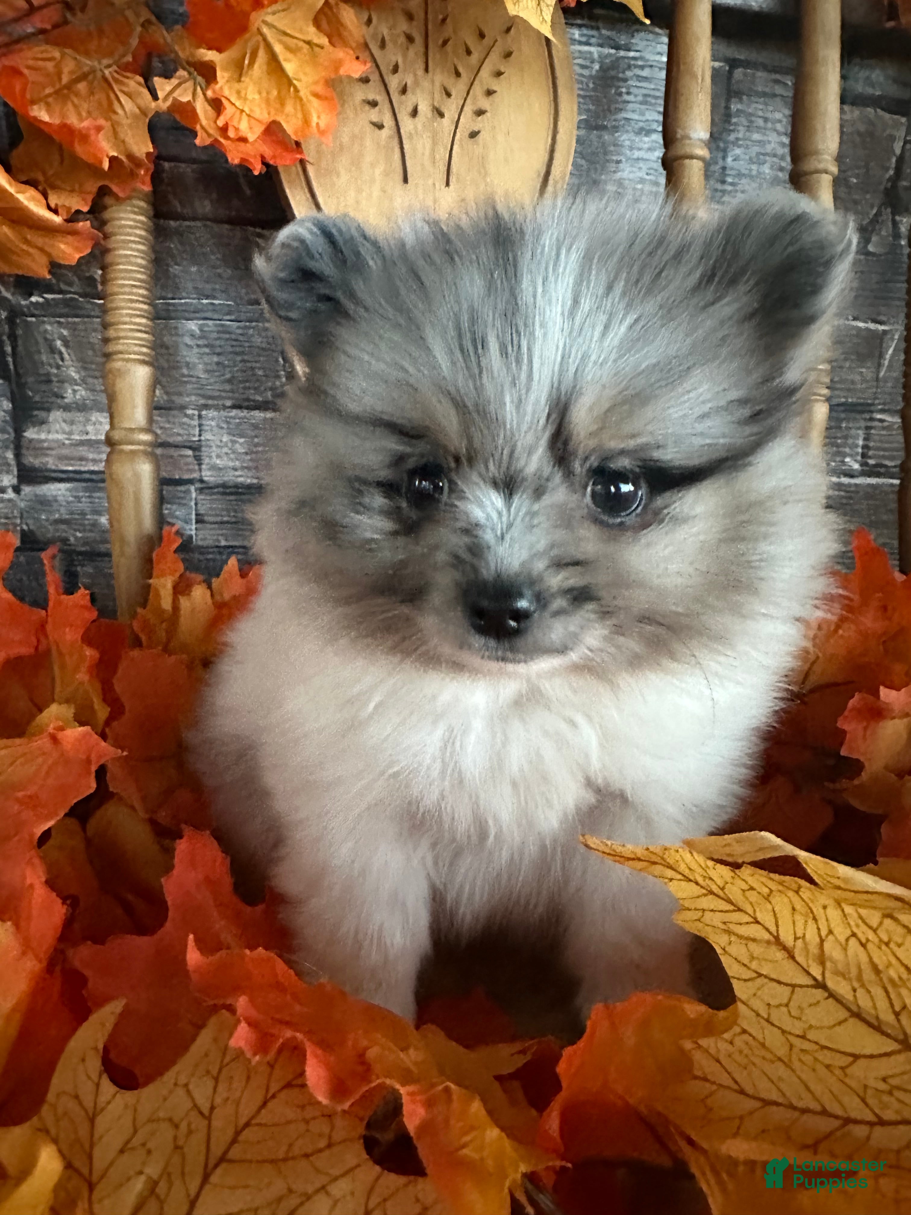 Pomeranian dogs King James  - Ad 1