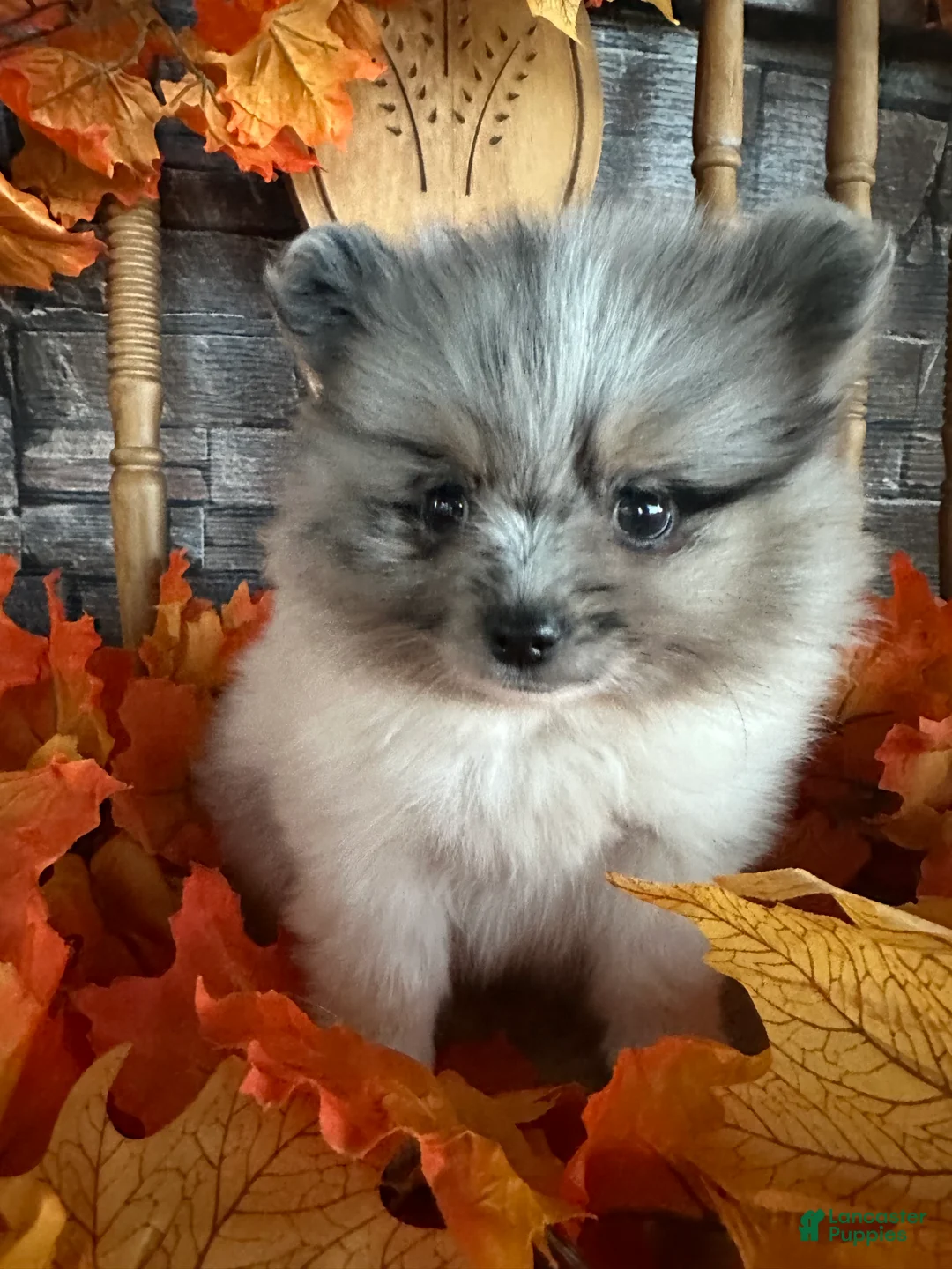 Pomeranian dogs for sale: King James  - Ad 1
