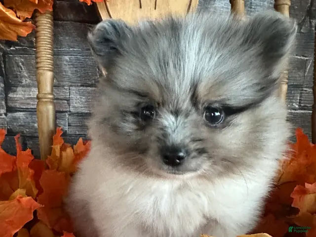 Pomeranian dogs for sale: King James - Ad 1