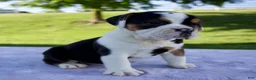 Beabull dogs for sale: Summer - Ad 2