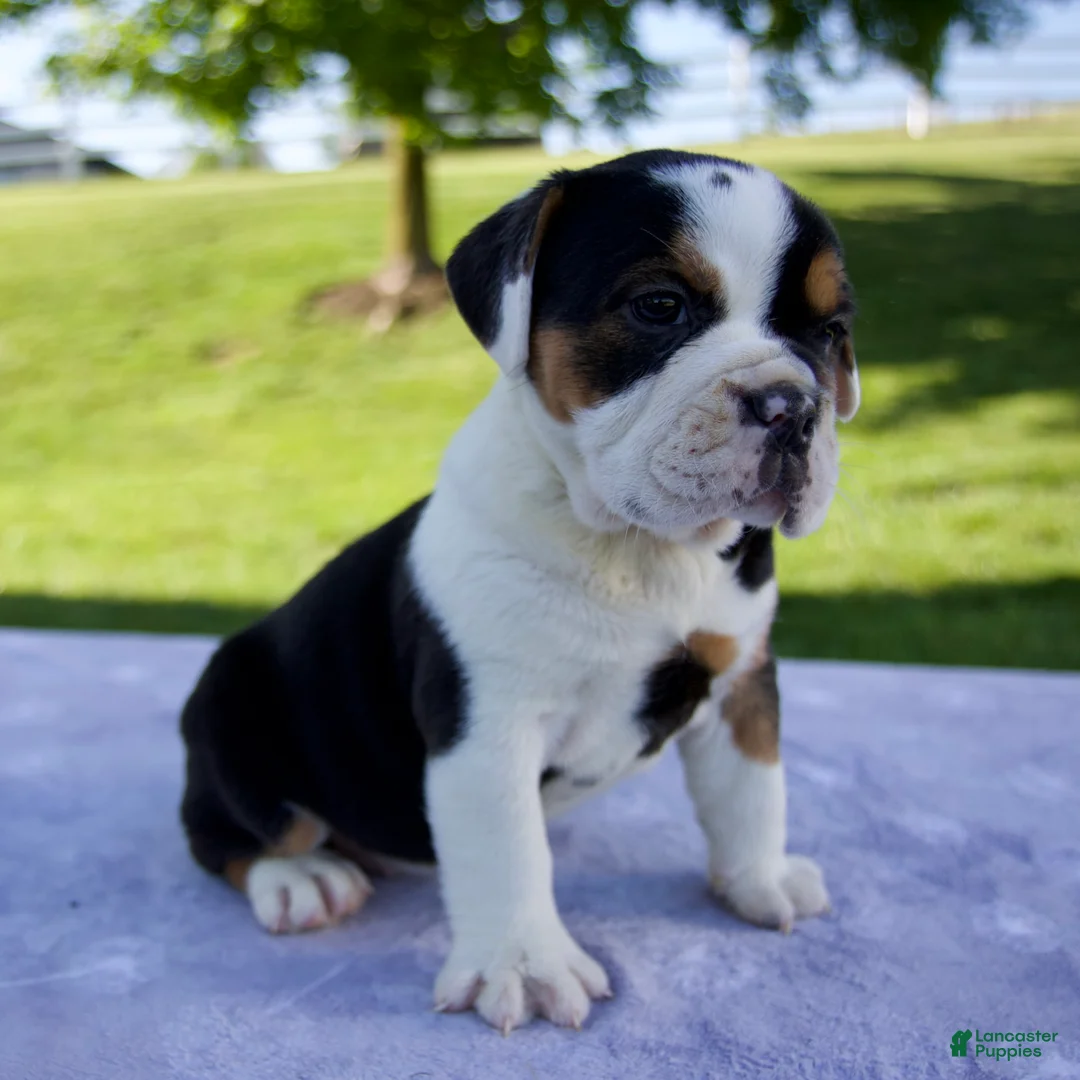 Beabull dogs for sale: Summer - Ad 2