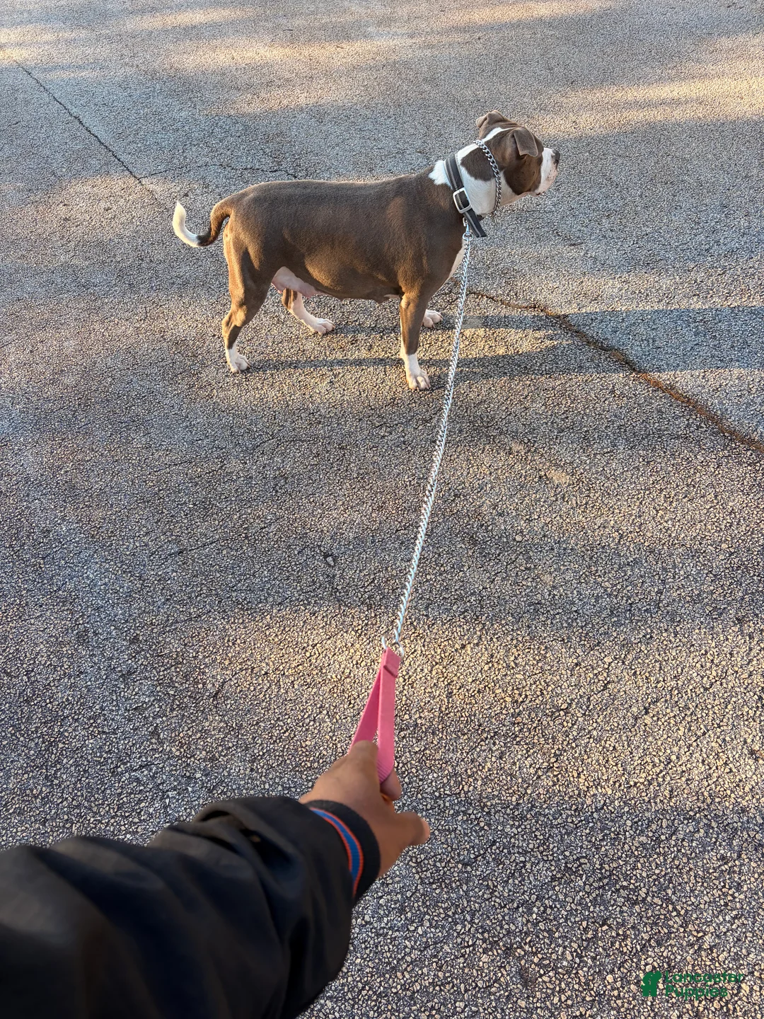 Mixed Breed dogs for sale: Mixed Breed Puppy 6 - Ad 4