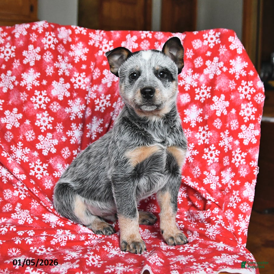 Australian Cattle Dog dogs Jack  - Ad 9