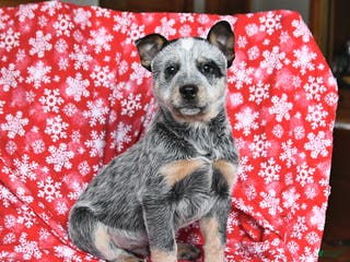 Australian Cattle Dog dogs Jack - Ad 4