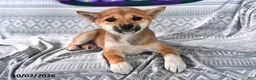 Shiba Inu dogs for sale: Kristina - Ad 2