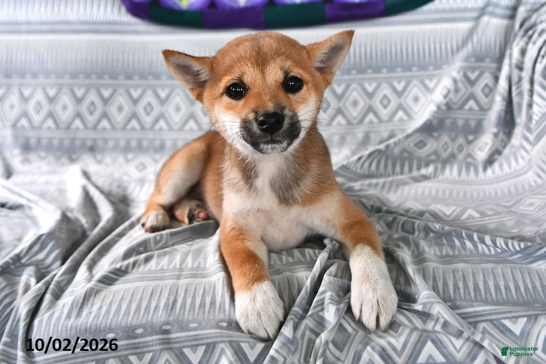 Shiba Inu dogs for sale: Kristina - Ad 2