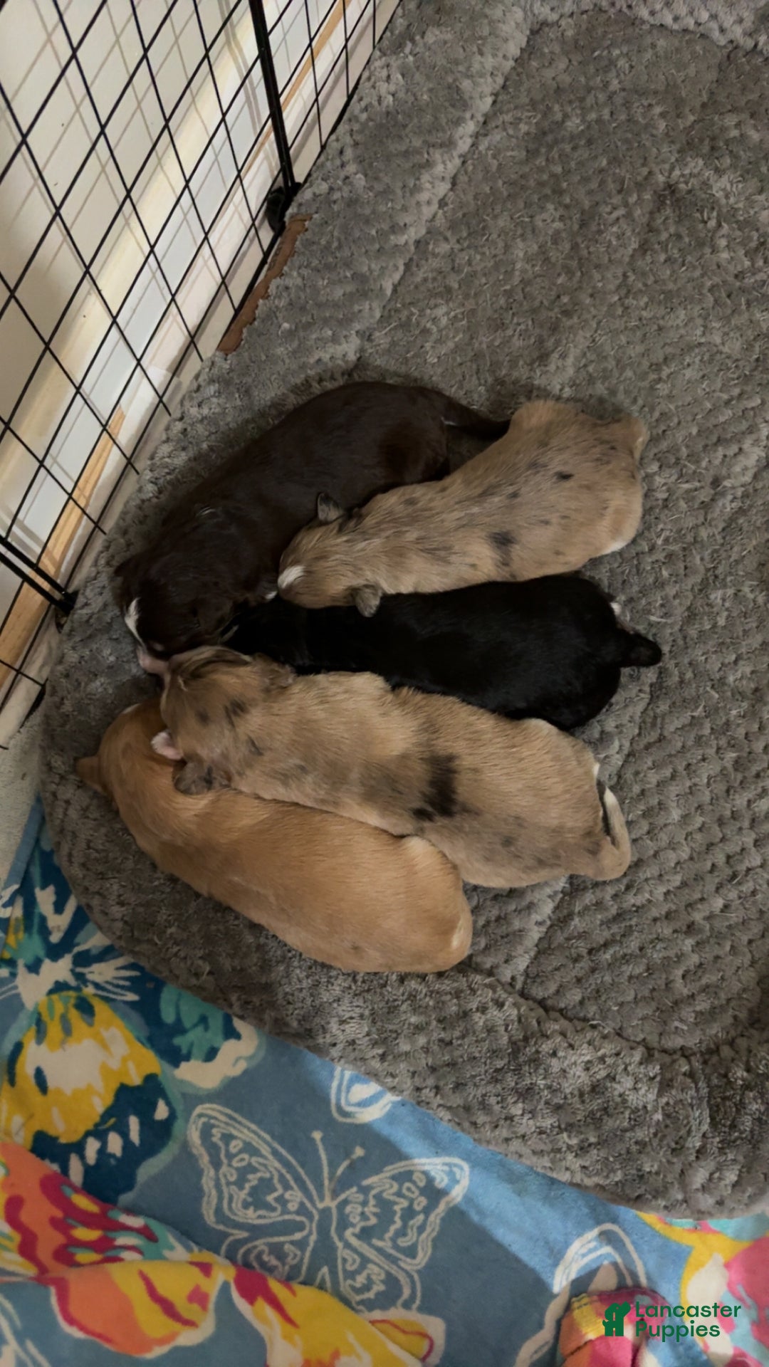 Mixed Breed dogs for sale: Aimée  - Ad 4