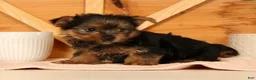 Yorkshire Terrier dogs for sale: Zara - Ad 3